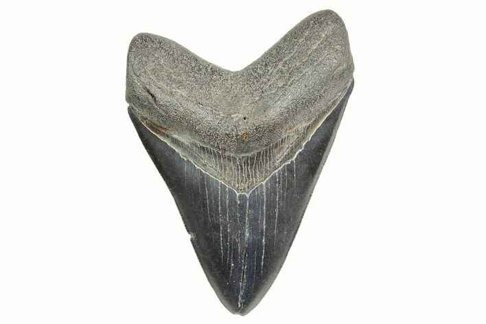 Fossil Megalodon Tooth - South Carolina #365762